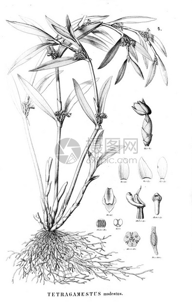 植物的插图复古图片图片