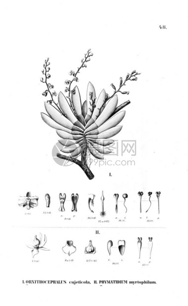 植物的插图复古图片图片