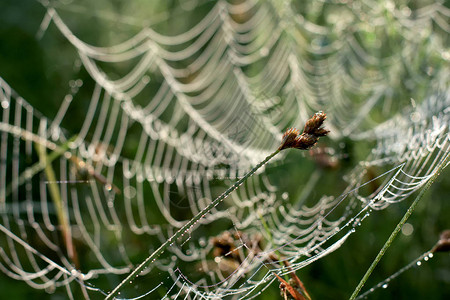 以蜘蛛网为背景的露水中野草和蜘蛛网图片