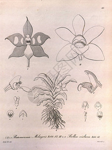 植物的插图复古图片图片