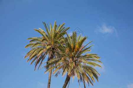 蓝天下的两棵棕榈树图片
