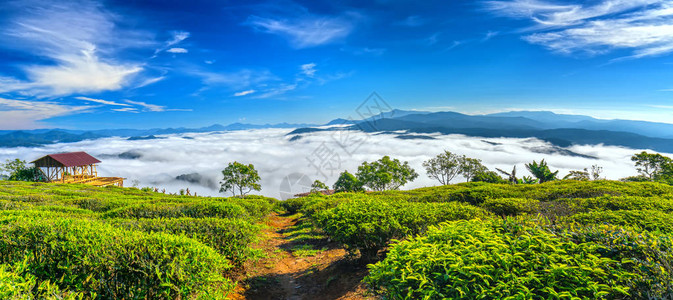 清晨风景在山坡上茶叶种植在美丽的山谷下图片