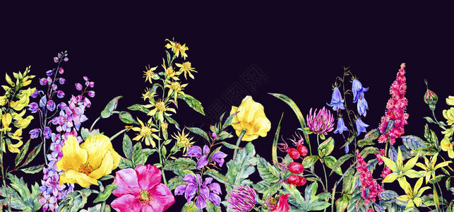 水彩夏日药用花卉无缝边框野花植物图片