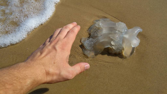 水母漂流季节概念图在地中海滩的Rhopilemanomadica水母它有带毒刺细胞的蠕虫细丝图片