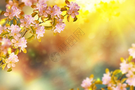 闪亮的树枝樱桃明亮多彩的春花美图片