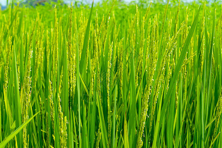 稻田大米厂图片
