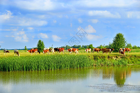 夏天奶牛在绿色农场牧场放牧景观与多云的天空和奶牛放牧草甸附近湖奶牛在湖边吃绿草全景与湖和家畜家畜图片