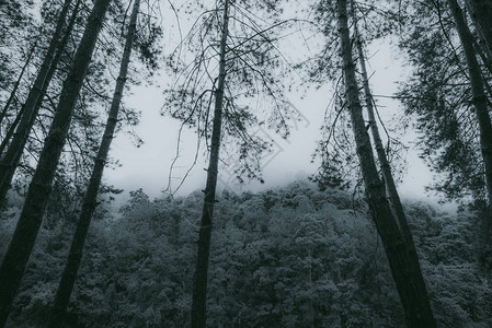 摘要达克夜树背景图片