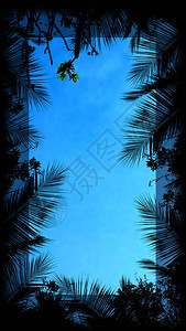 剪影热带树和空的间框架图片