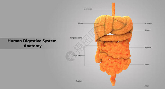 人体消化系统解剖学的3D插图图片
