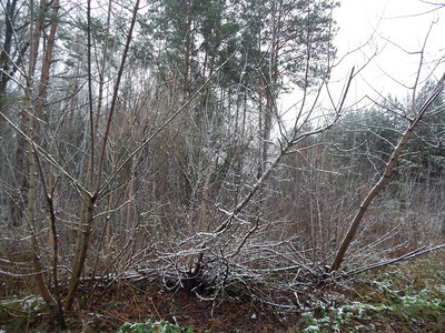 A冬季森林植物在图片