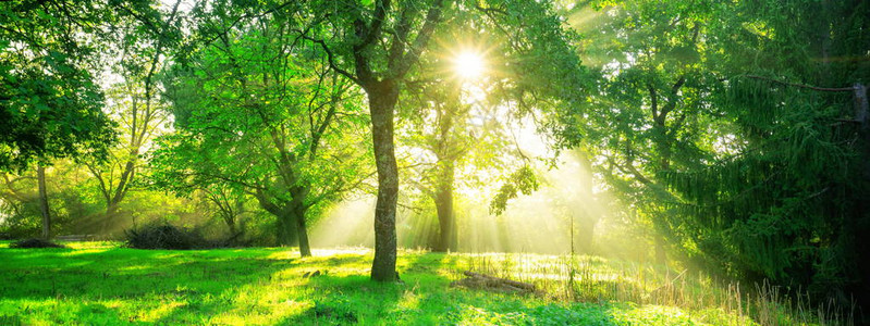 绿色森林与早晨日出在春天季节自然风景图片