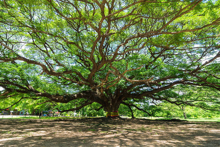大树上百岁是惊人的美丽的自然北碧府泰国图片