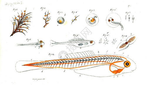鱼的插图旧图像图片