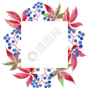 水彩红葡萄叶植物园花卉叶子框架边框装饰广场背景纹理包装图案框架或边图片