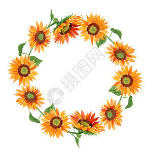 水彩橙色向日葵花卉植物花框架边框装饰广场背景纹理包装图案框架或边框图片