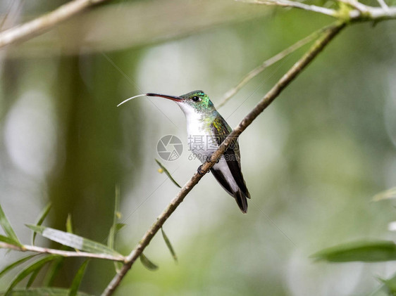 一个绿色和白色的蜂鸟安第斯翡翠栖息在一个叶状的分支在Mindo厄瓜多尔图片