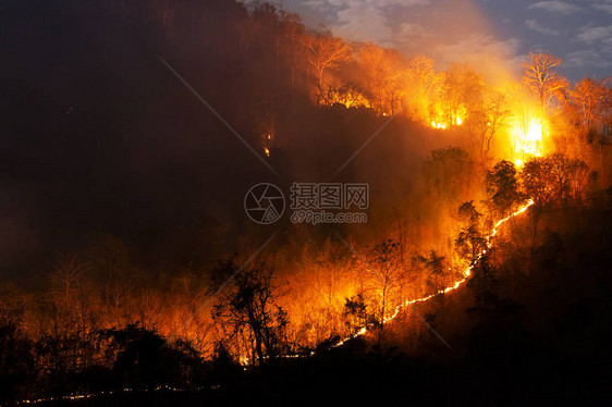 森林大火野火燃烧树红色和橙色在夜间森林在山上泰国北部软焦点图片