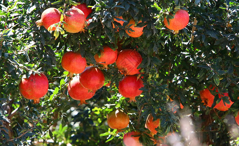 在石榴树上的花园里成熟的红色水果背景图片