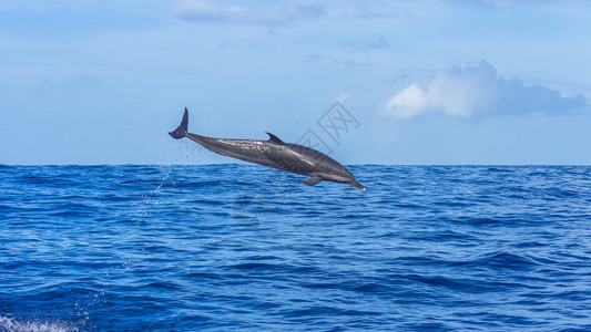 泛热带斑点海豚海豚图片
