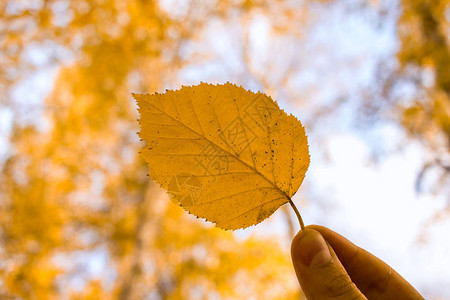 黄叶在天空和树木背景上秋天公园的季节组图片