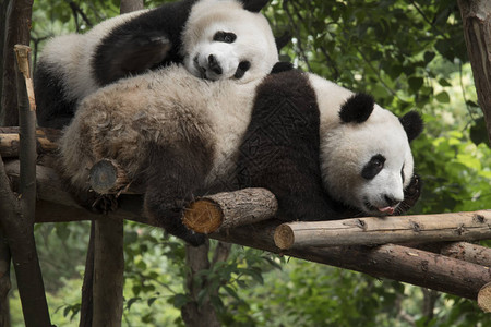 熊猫坐在森林里吃竹子背景图片