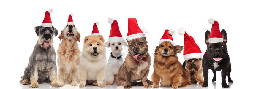 组八个可爱的圣诞老人狗的不同品种坐在和站在白色的背景图片