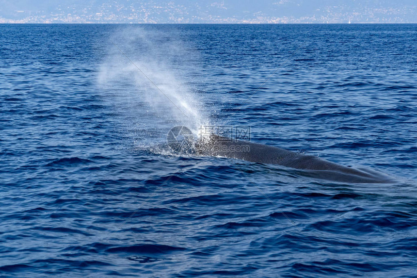抹香鲸在蓝色的地中海图片