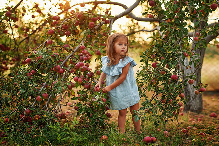 苹果园的女孩美丽的女孩在果园里吃有机苹果收获概念花园幼儿在秋天收获时吃水果秋天在农场摘苹果的孩子健康营养图片