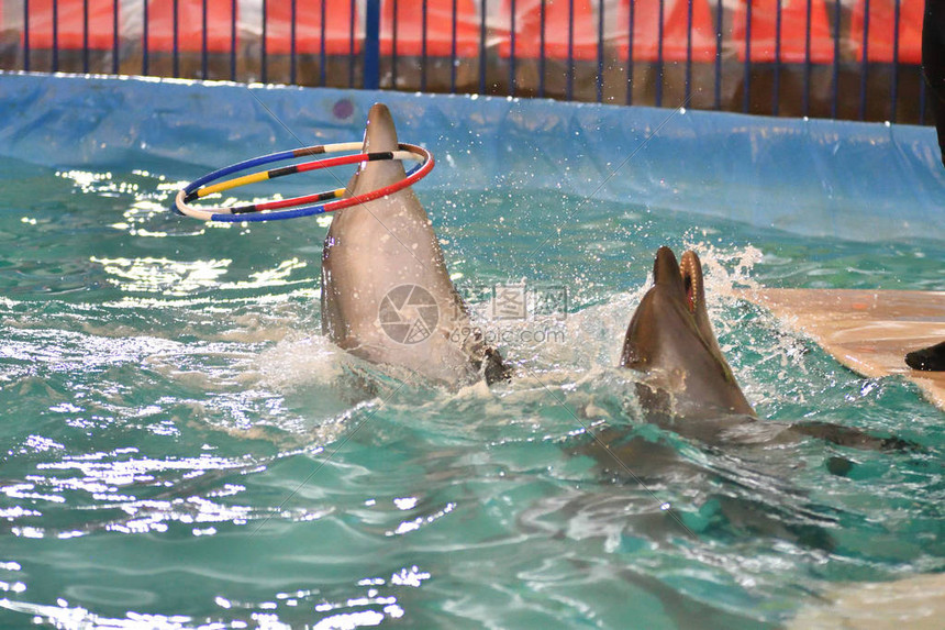 海豚体育带你畅享篮球盛宴直播覆盖全球热门联赛精彩不断