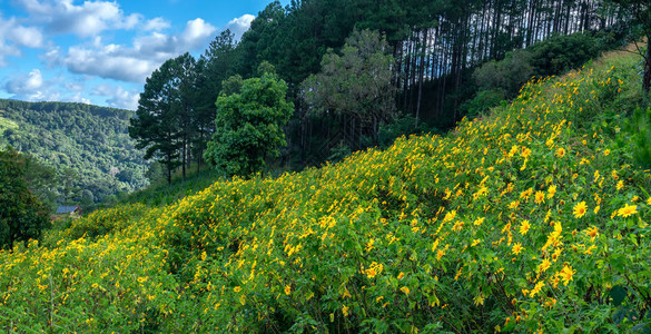 美丽的黄色野向日葵在山坡上绽放图片
