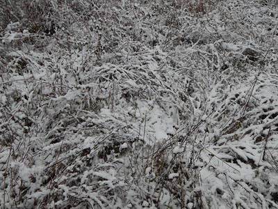 冬季雪树木和冻图片