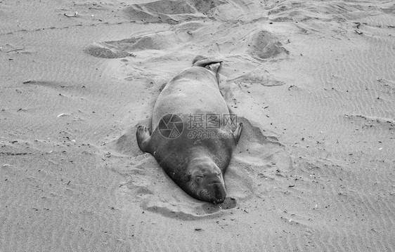 圣西门海滩开会地点的雄象海豹图片