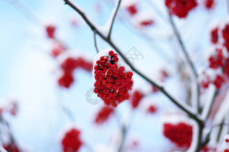 被雪覆盖的红花楸背景图片