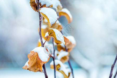 树枝有干橙叶上面覆满雪图片