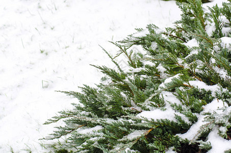 雪下观赏植物的绿枝工作室照片图片