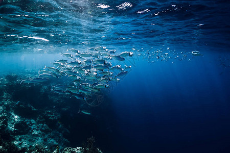 海底野生动物与学校金鱼在海洋珊瑚礁图片