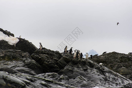 Chinscap企鹅的图片