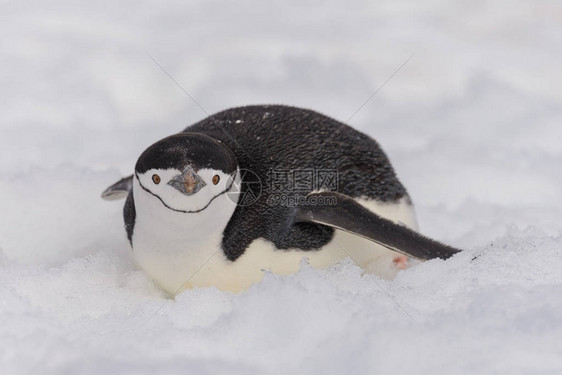 匍匐在雪地上的帽带企鹅图片