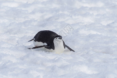 匍匐在雪地上的帽带企鹅图片