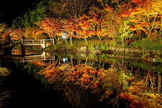 日本名古屋秋季公园景观枫树名为纳巴纳无佐藤夜间光照日本最大的照明公园之一美丽的灯光装饰在生机勃勃的秋叶上图片