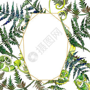 蕨绿叶植物园花卉叶子水彩背景插图集水彩画时尚水彩画孤立框架图片