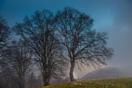 迷雾中的古树图片