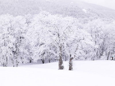 冬天在山上积雪的松树图片