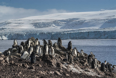 南极洲海滩上的巴布亚企鹅图片