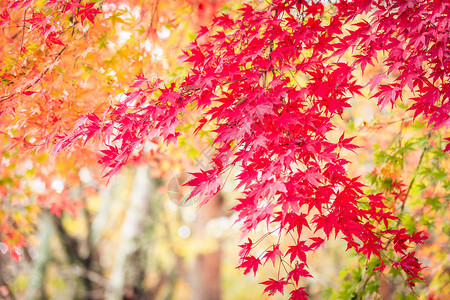 秋季美丽的红绿枫叶树背景图片