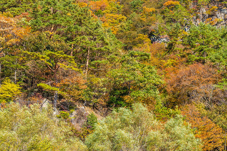日本秋季枫叶树的美丽风景背景图片