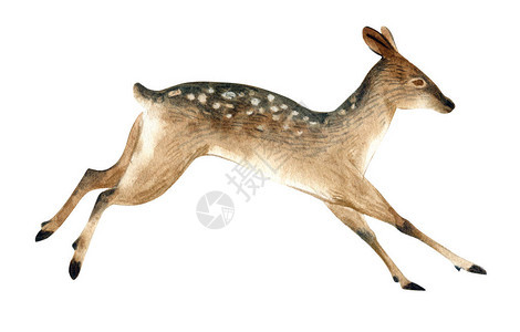 孤立在白色背景上的水彩插图一只棕色雌鹿跳跃野生森林动物的写实素描野生图片