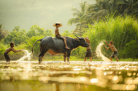 亚洲儿童在河上水牛男孩朋友快乐有趣玩水和动物水牛在河上棕榈树热带在农村生活儿童农民亚洲背景图片