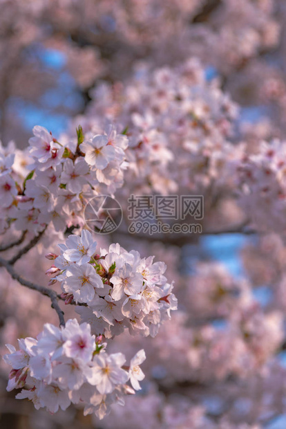 春日阳光明媚图片